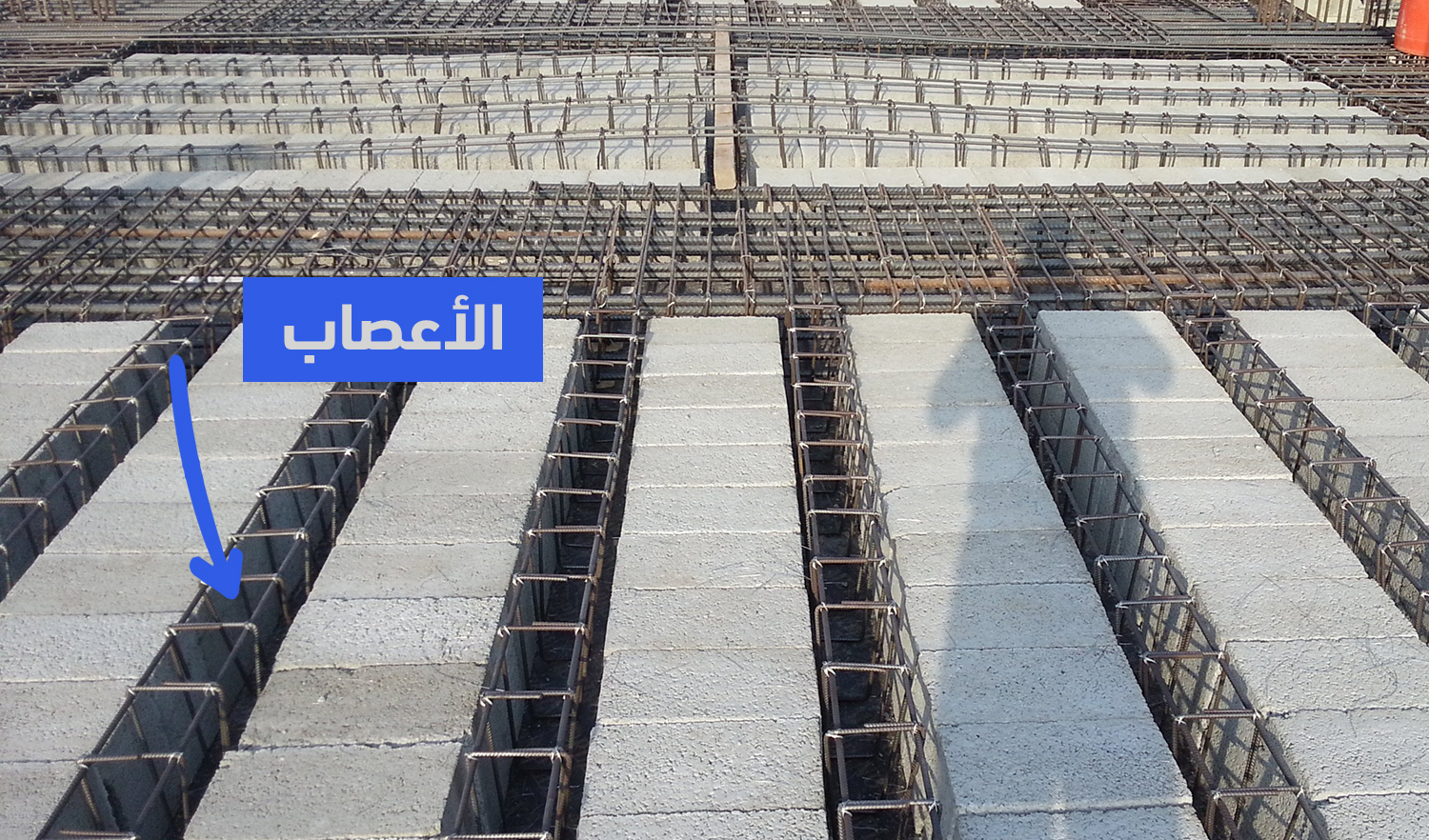 أعصاب السقف - البناء الهيكلي